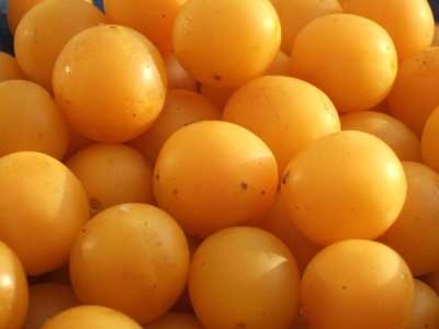 ����� ���� ����� ������� Prunus domestica%2